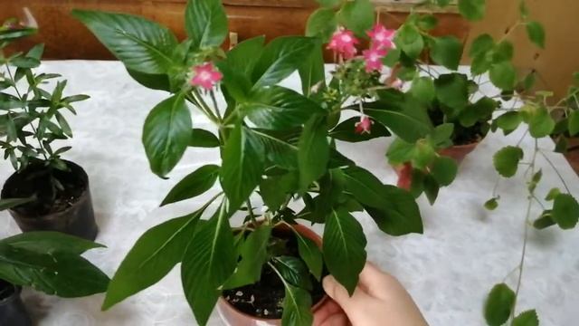 Очередные новинки в июле? смотреть онлайн