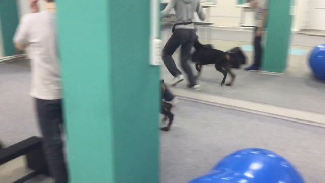 Appel do Fortuna Taka Tiger (4months) Первое занятие по хендлингу. Хендлер Ксения Ермакова смотреть онлайн