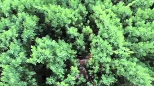 Juniperus rigida conferta - Shore Juniper смотреть онлайн