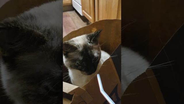 Mia Pearl loves when I shop! смотреть онлайн