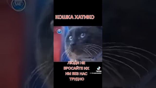 и что вы на это скажите?... ЧТО КОТЫ ТУПЫЕ?! смотреть онлайн