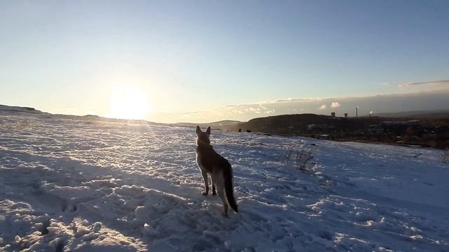 20220320 181820 Панорама Нижнего Тагила с высоты и пес туристик смотреть онлайн