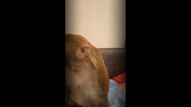 Как Выбрать Редактор Кода Новичку? смотреть онлайн