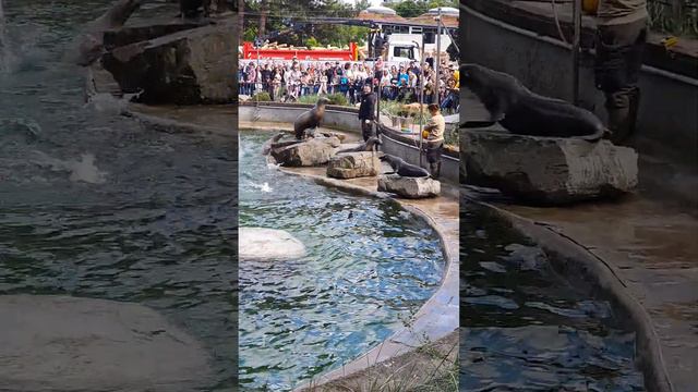 Шоу морских котиков. #zoo #зоопарк #köln смотреть онлайн