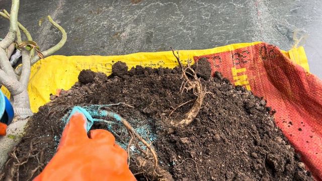 विंटर मैं फोग फ्रॉस्ट से इस तरह बचाये एडेनियम को | Adenium Winter Care | बड़ेगी फूलो की संख्या 🌷 смотреть онлайн