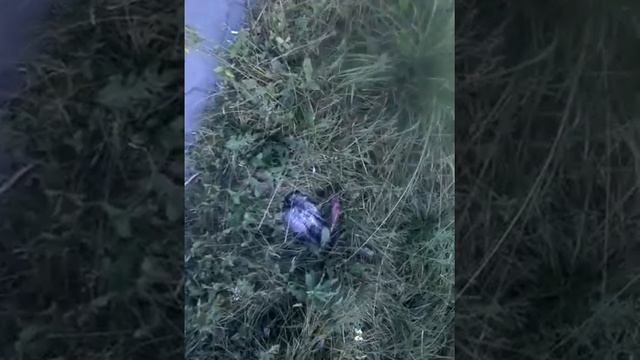 НАЙДЕН ТРУП КАКОЙТО ПТИЦЫ ОБЕЗГЛАВЛЕННЫЙ В ЛАНДШАФТНОМ ПАРКЕ ЮЖНОЕ БУТОВО 24 08 2017г смотреть онлайн