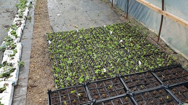 Воздушка самых популярных сортов клубники. смотреть онлайн