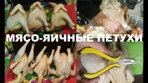 Куры мясо-яичных пород. Кто больше и вкуснее?!