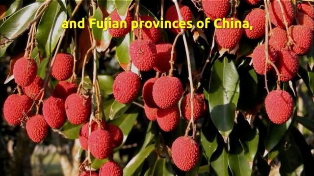 Lychees (Litchi Chinensis)