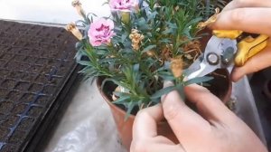 Черенкую вегетативные гвоздики ?!