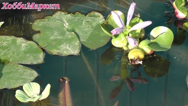 Зацвели цветы в пруду. А у нас во дворе. ХоббиМаркет смотреть онлайн