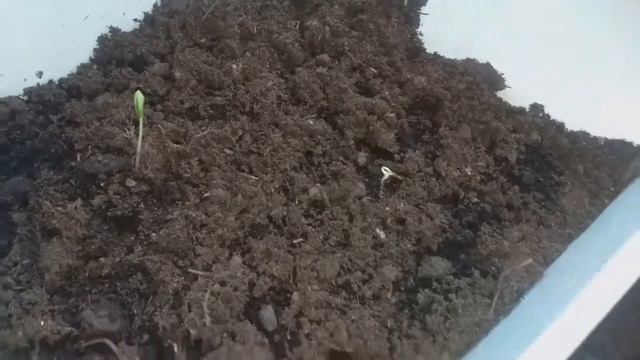 У нас появились первые ростки. смотреть онлайн
