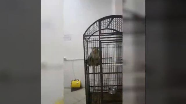 Экзотические животные ( обезьянки хулиганки ) смотреть онлайн