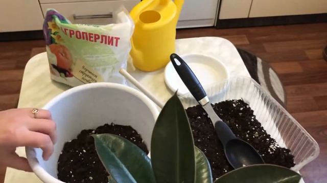 Фикус. Пересадка фикуса