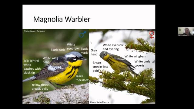 Birds of Newfoundland: Warblers смотреть онлайн