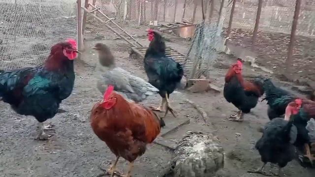 Курочка съест столько, сколько ей надо. Больше просто не влезет! Куры несутся! смотреть онлайн