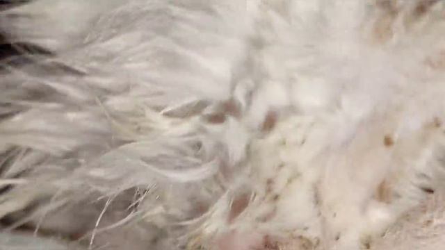 В УЖАСНОМ СОСТОЯНИИ НАШЛА КОШЕЧКУ С ПРОКУСАНОЙ ЩЕКОЙ🥺 смотреть онлайн