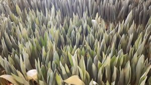 Притенение тюльпана, как способ увеличить высоту.  Срез и хранение.