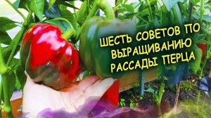 Перец уход и выращивание рассады своими руками на даче. Шесть советов по уходу и выращиванию перца.