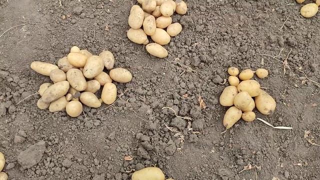 Результат урожая картофеля 2023 года.../Семенной материал из 