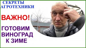 Подготовка винограда к зиме.