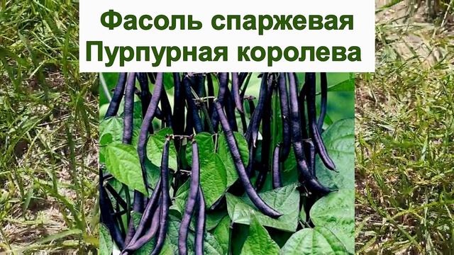 10 НЕОБЫЧНЫХ ОВОЩЕЙ, КОТОРЫЕ МОЖНО ВЫРАСТИТЬ САМОСТОЯТЕЛЬНО НА ОГОРОДЕ смотреть онлайн