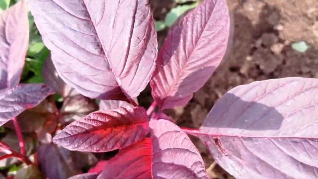 Амарант #02. Прополка амаранта в Казани. Тля - вредитель амаранта и сорняки смотреть онлайн