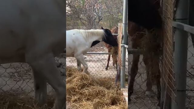 Конь делится сеном с подругой. смотреть онлайн
