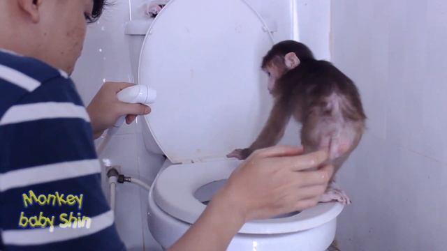 Monkey Baby Shin Officially Knows How to Use The TOILET in the Toilet, Everyone | Animals Video смотреть онлайн