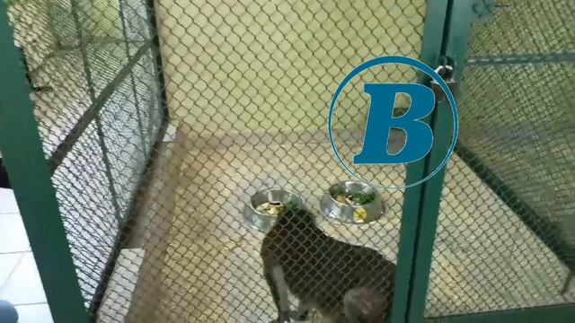 Обезьяна из ХМАО предсказала победителя Евро-2024 смотреть онлайн