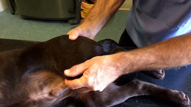 Ortolani sign hip dysplasia test in dogs смотреть онлайн