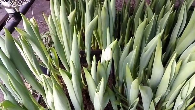 Тюльпаны и другие цветы. Обзор 16 февраля смотреть онлайн