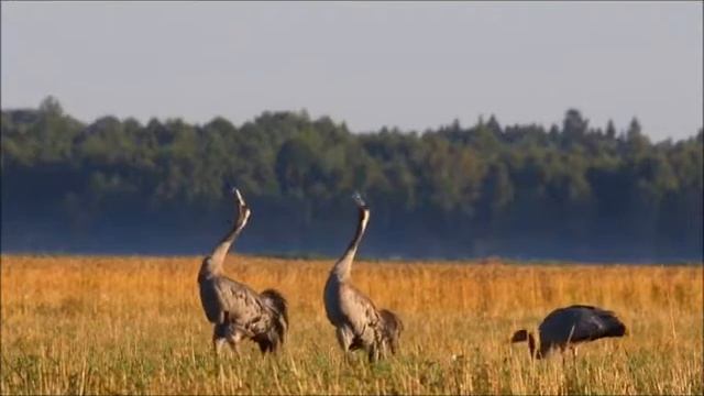 ЖУРАВЛИ от Доси смотреть онлайн