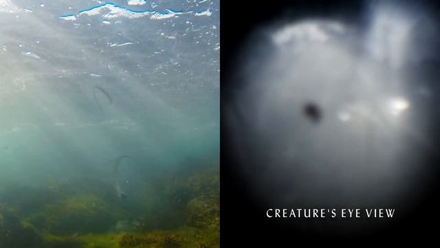 Evolution of the Eye смотреть онлайн