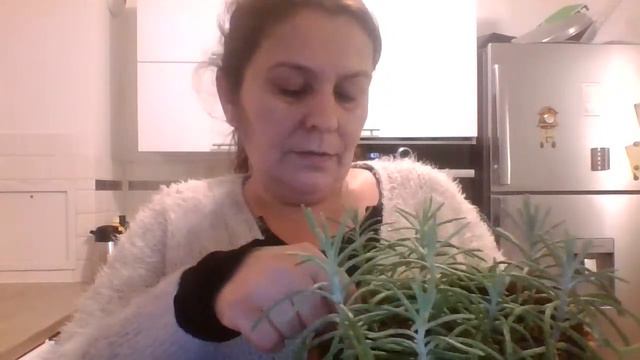 Bitkisi Olmayanlar, Kaktüs-sukulentler. Bitkiler Birer Canlıdır, Yalnızca Dekor Değildir.