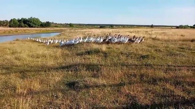 Тульские гуси и Мамуты смотреть онлайн