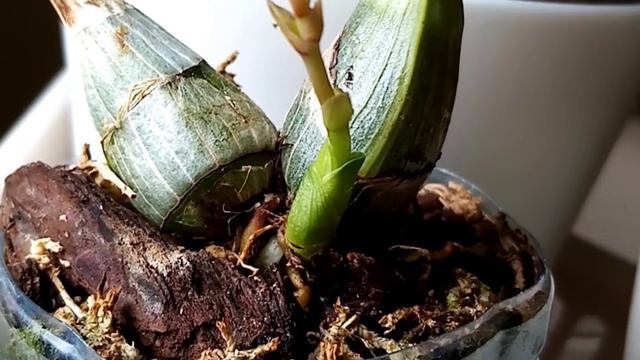 Clovesia. Кловесия. Первый цветонос. 😊 смотреть онлайн