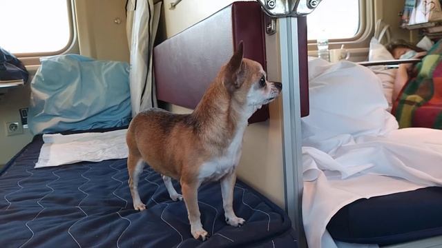 Лучше собака в поезде, чем пьяные попутчики. смотреть онлайн