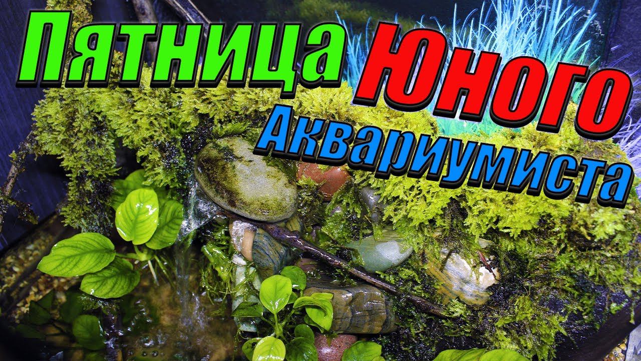 Субботник на разводне! Плановая чистка аквариумов. Изменения в аквариуме с речными рыбками. смотреть онлайн
