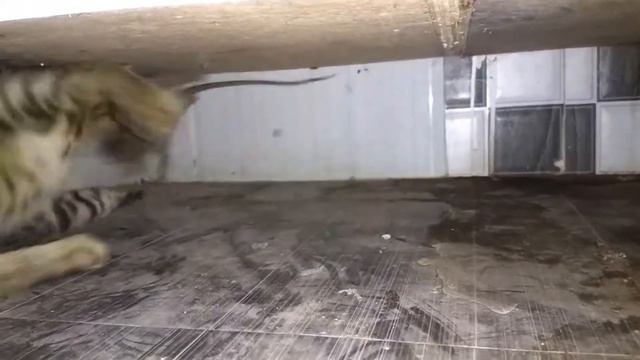CAT VS MOUSE CAT EATS MOUSE ALIVE RAT EATEN BY CAT BIG FAT RAT смотреть онлайн