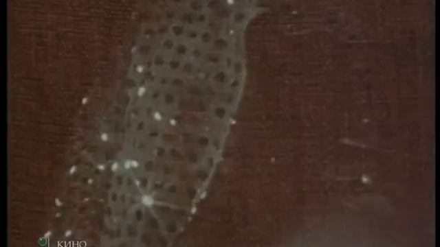 Белая дверь Сезое чудес смотреть онлайн