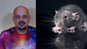 К чему снятся крысы или мыши, что значит видеть крыс (большую крысу) во сне? | Толкование снов