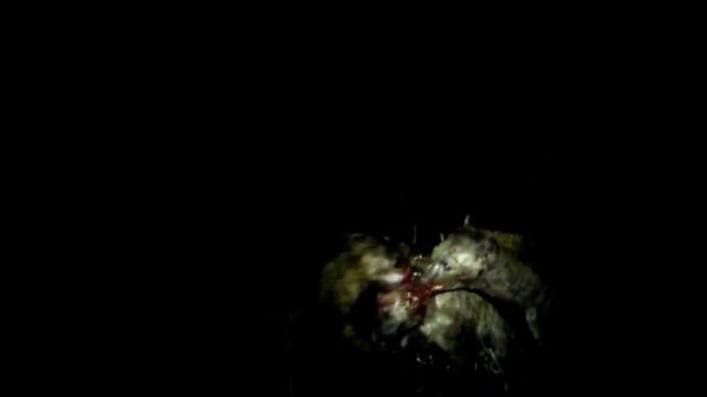 Tragically !! Python Ends Up Killing And Swallowing a Hyena Whole смотреть онлайн