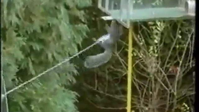 Агент 007 Белка смотреть онлайн