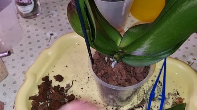 Орхо-Болталка | ОРХИДЕЯМ БЫТЬ | Подарки от Марины и Елены Гринь | Парфюмерная Фабрика Phal. Valkion смотреть онлайн