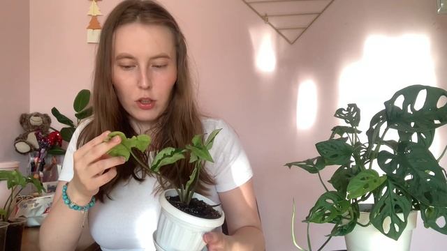 СИНГОНИУМЫ Моя Коллекция 15 видов смотреть онлайн