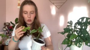 СИНГОНИУМЫ Моя Коллекция 15 видов