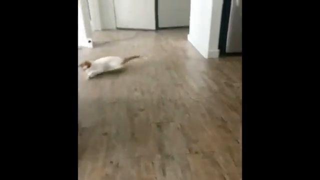 Смешные моменты с животными. Я смеялся до слез ))))) смотреть онлайн