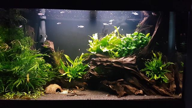 Feeding rasbora Hengeli and Espei смотреть онлайн