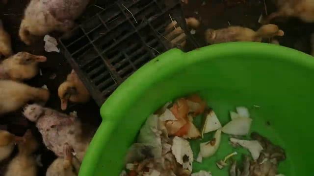 Vlog. Утки, гуси (лук капуста)